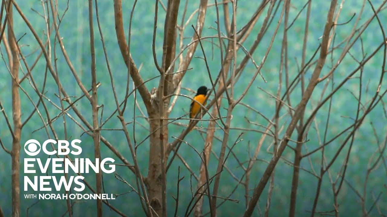 How conservationists are helping make buildings bird friendly