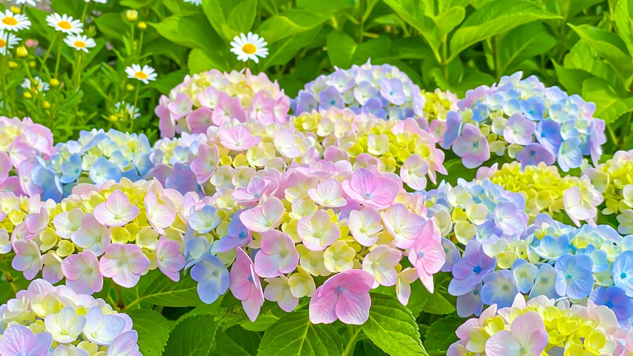Soulful Harmony 🌿 Gentle Music to Soothe Your Heart and Calm Your Mind for Deep Peace