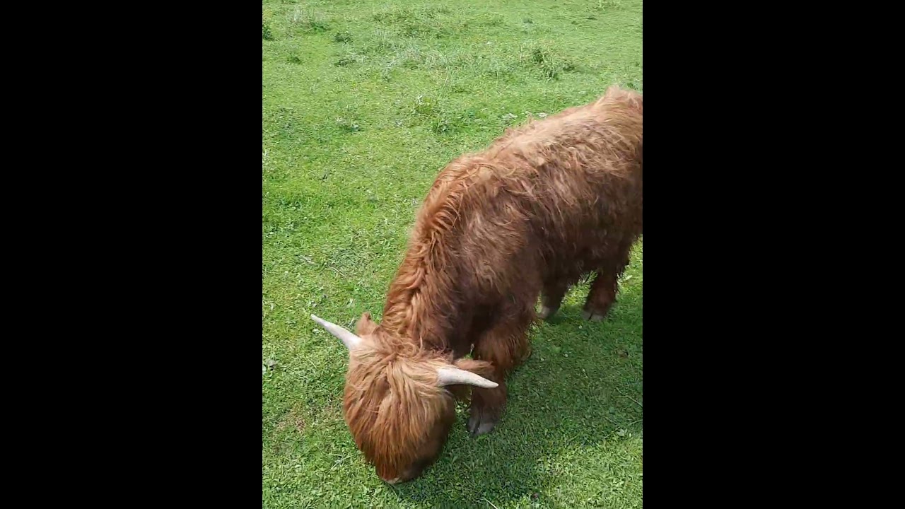 Scottish highland cows -  &Scaron;kotsko govedo