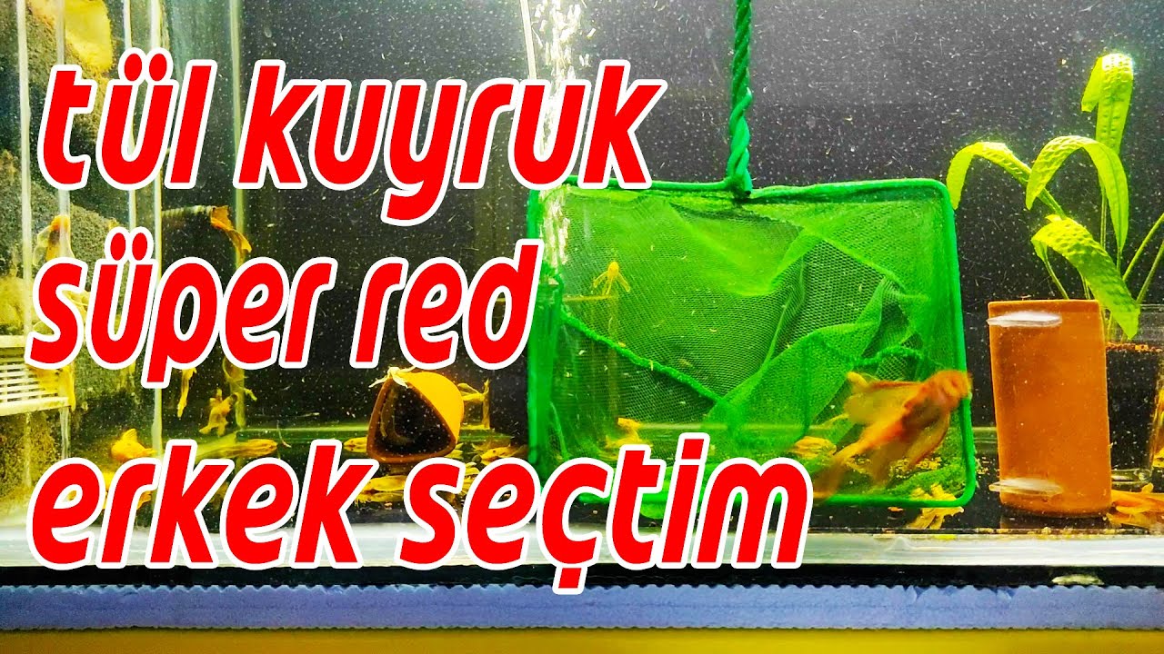 SÜPER RED ERKEK SEÇİMİ   Vatoz Akvaryumu