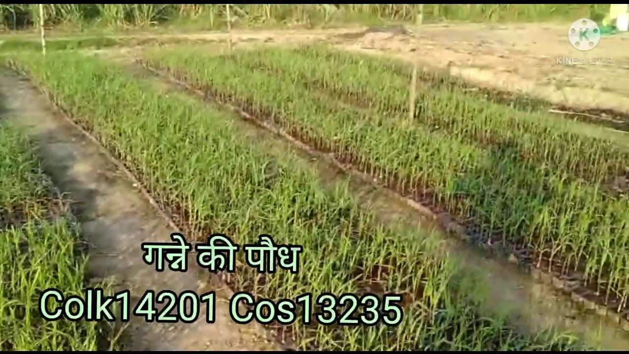 गन्ने की उत्कृष्ट पौध शीघ्र जमाव।Excellent sugarcane nursery early germination.