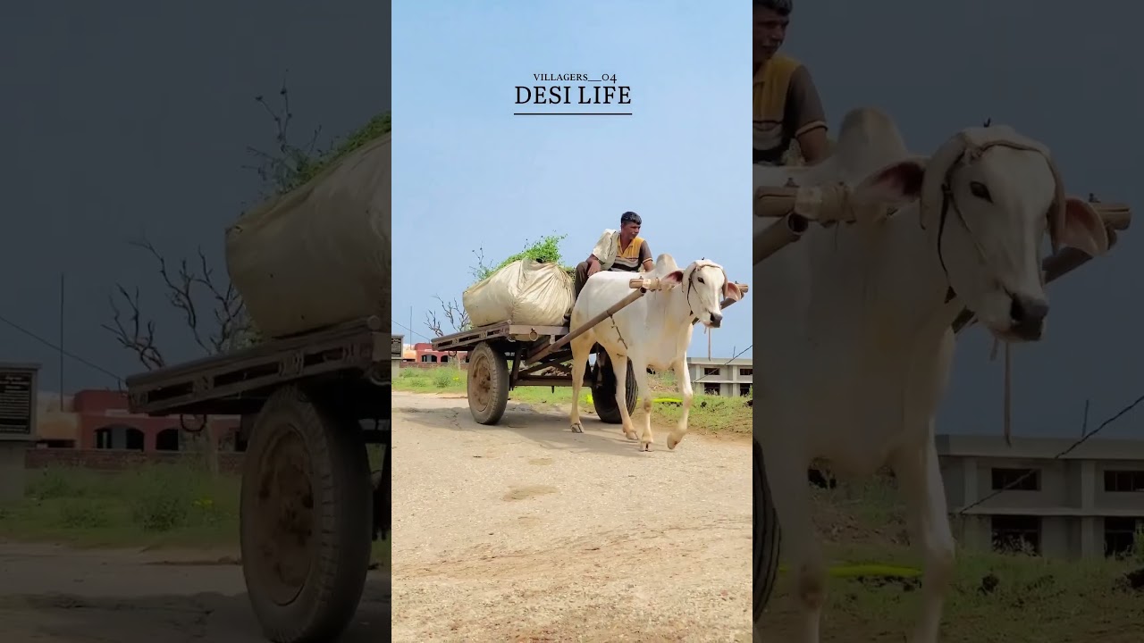 bintu pabra song roots village life whatsapp status #farmer #village food