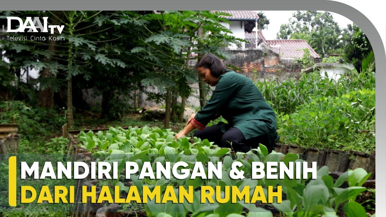 Maksimalkan Halaman Rumah dengan Tanam Sayur
