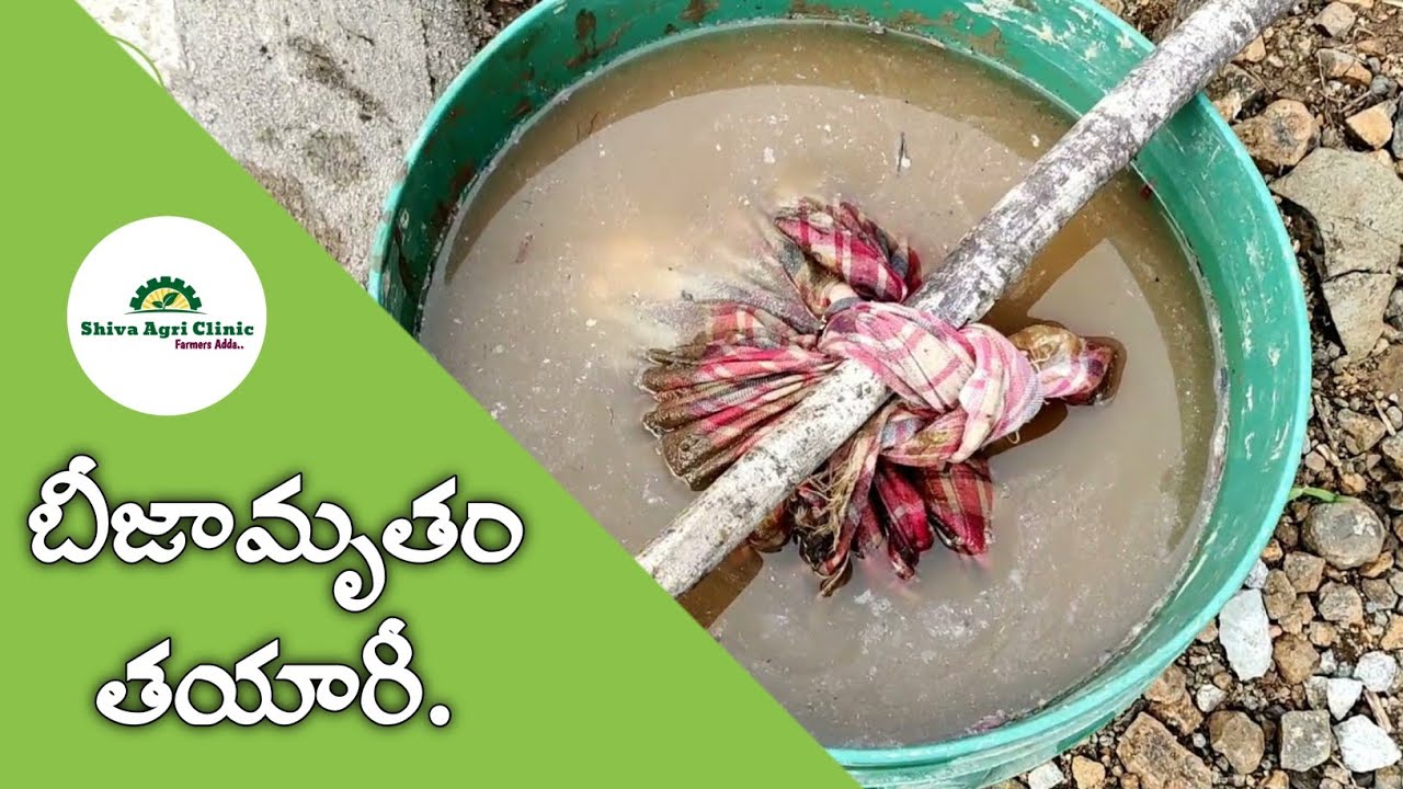 Beejamrutham Preparation || Organic farming in india || Natural Farming || By Shiva Agriclinic