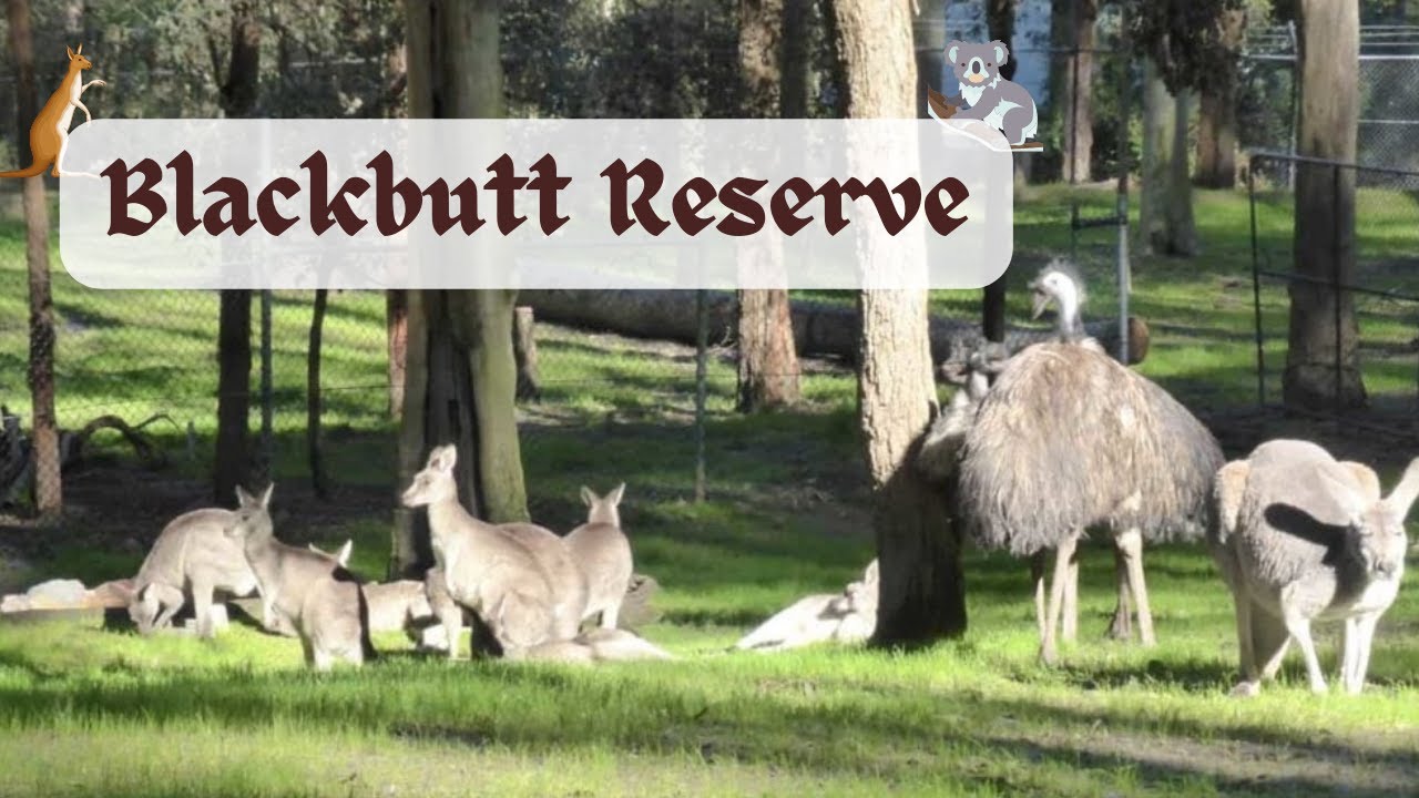 Blackbutt Reserve | Amazing natural bushland  | Newcastle | Australia 🦘🐨🌵🌏 🇦🇺
