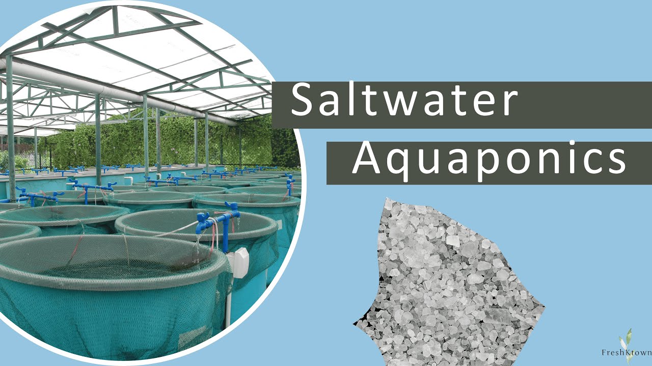 What is Maraponics? Saltwater Aquaponics Explained