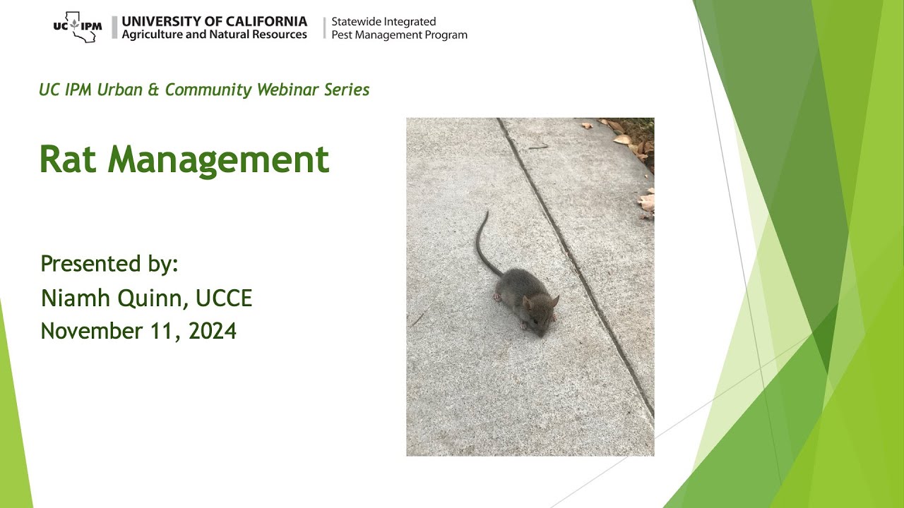 Rat Management