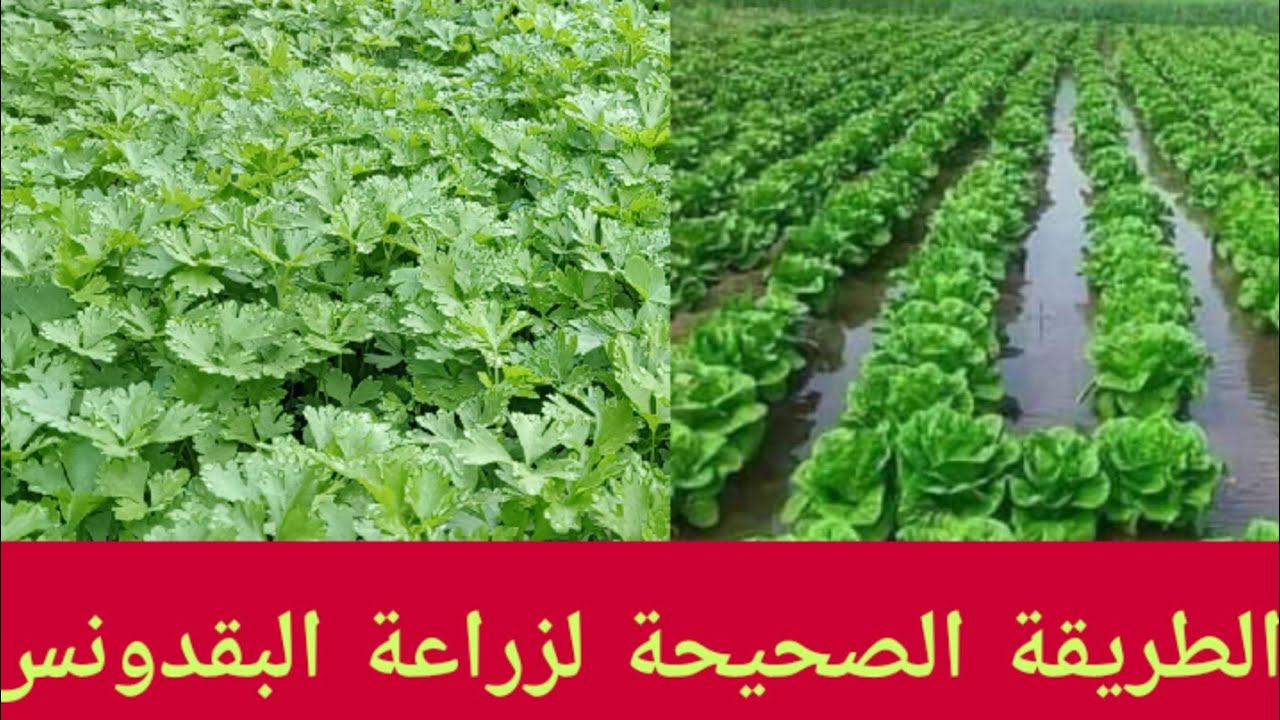 طريقة زراعة البقدونس أو المعدنوس، كيف نزرع البقدونس، ماذا نزرع في شهر سبتمبر وأكتوبر ونوفمبر