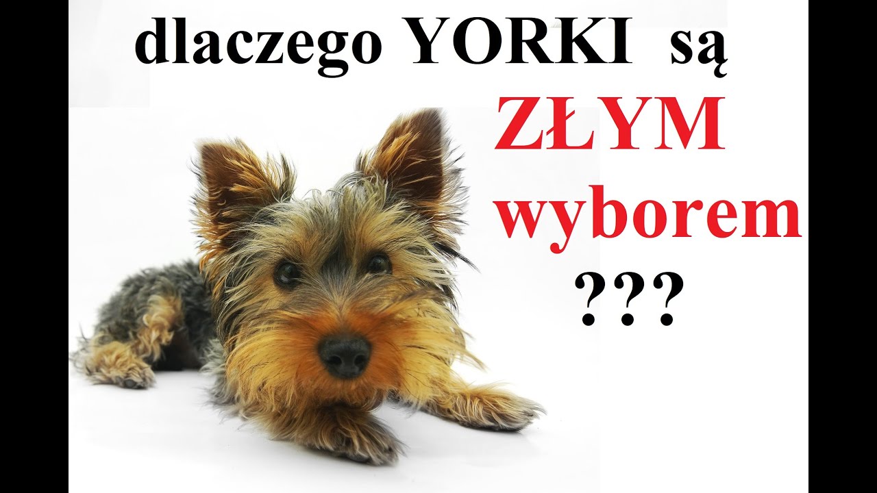 Dlaczego YORKI są ZŁYM wyborem?