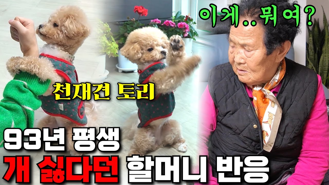 93년 동안 강아지 싫어한 할머니 천재견 토리를 보더니... 이런 반응이?