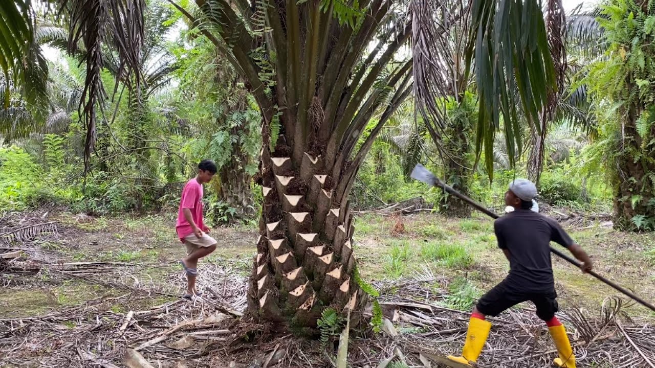 PRUNING SAWIT PALING GONDRONG BERUBAH MENJADI SUPER CANTIK