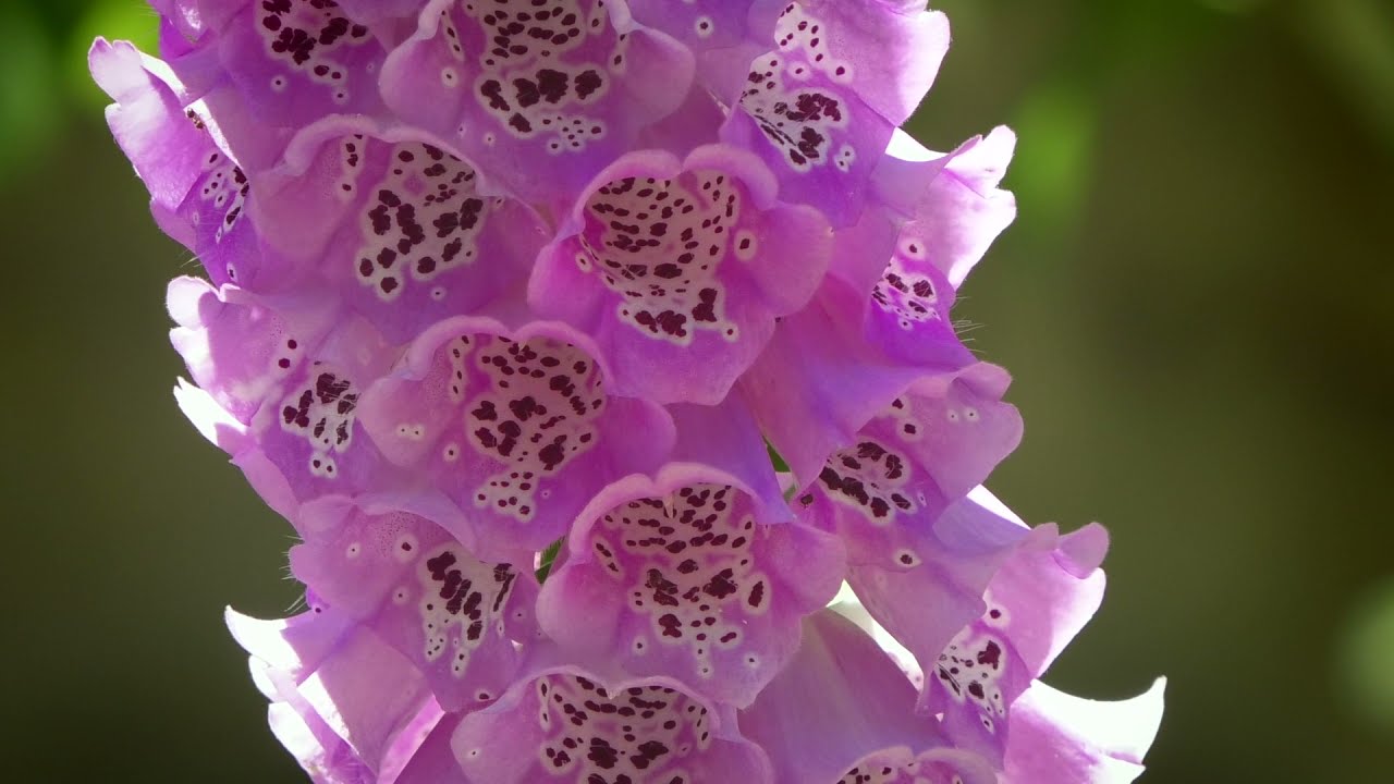La perfida Digitalis Purpurea | Boboli Giardino Letterario -