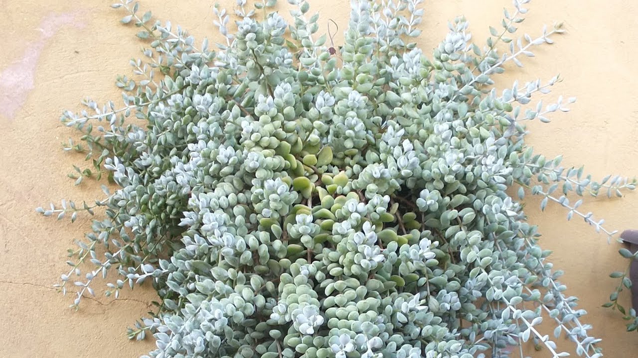 Cotyledon pendens dicas cuidados e propagação e mais.....