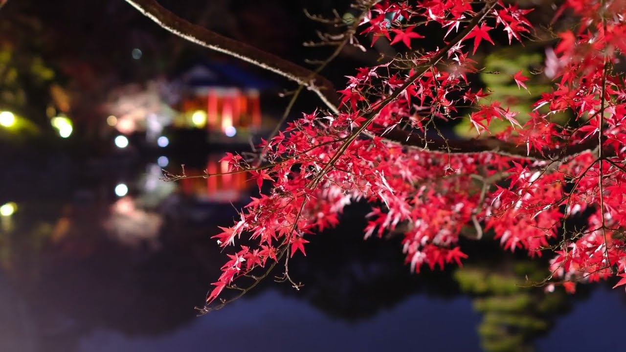 朱に燃えて　秋の終演　４K  堺市大仙公園日本庭園（ライトアップ）   2025.12.5   大阪府堺市堺区　FUJIFILM X-H1+XF35mm1.4
