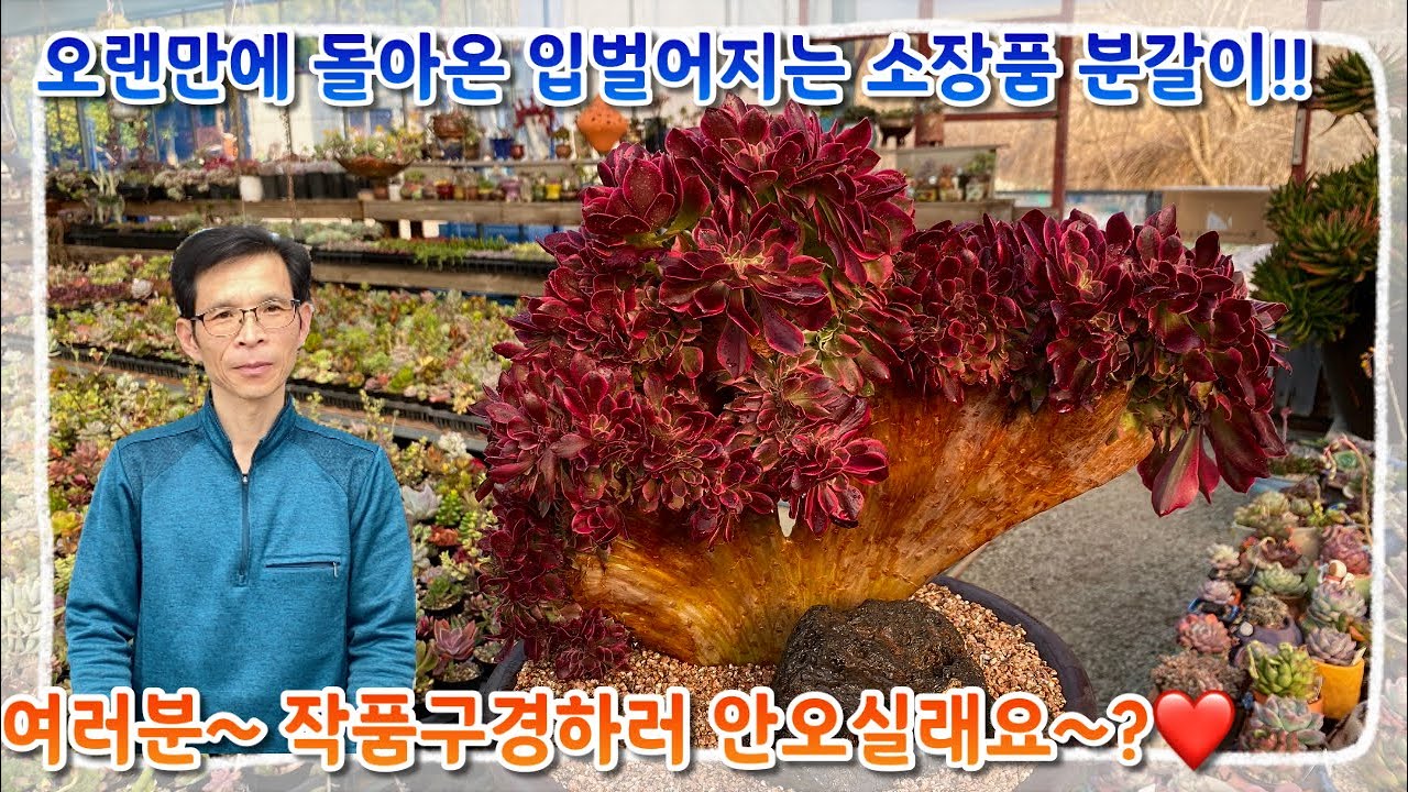 오랜만에 돌아온 입이 떡 벌어지는 소장품 분갈이 !! 여러분 ~ 작품구경 안오실래요 ~~?