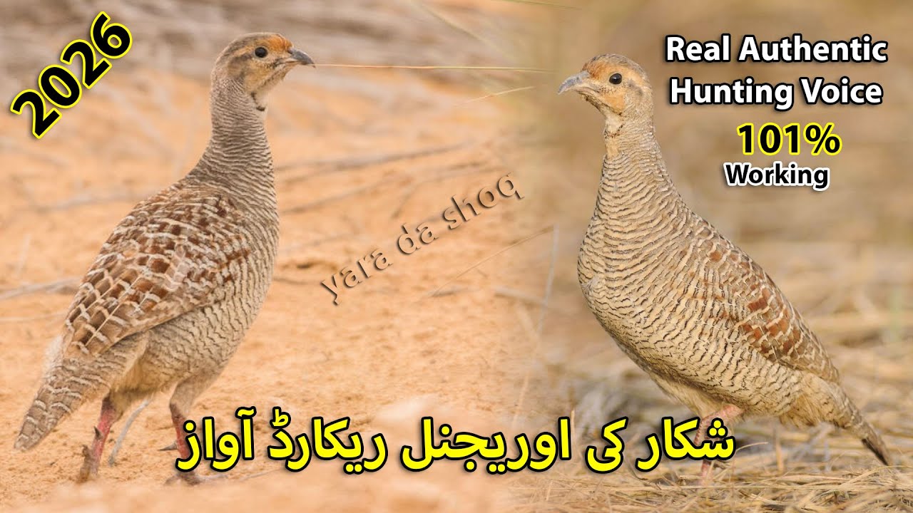 Real Authentic Partridge Francolin Hunting Voice | Jungle me Shikar ki Oridnal Record Awaz