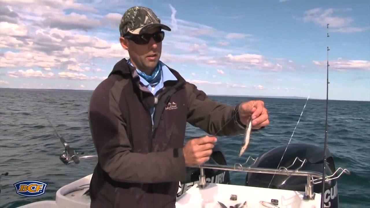 How to catch Snapper (Bait) - Fishing - BCF