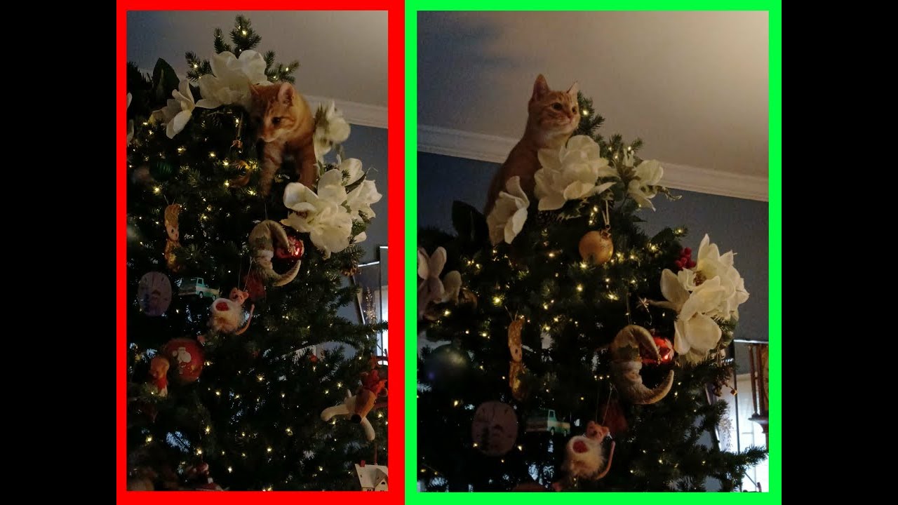Cbell's First Christmas