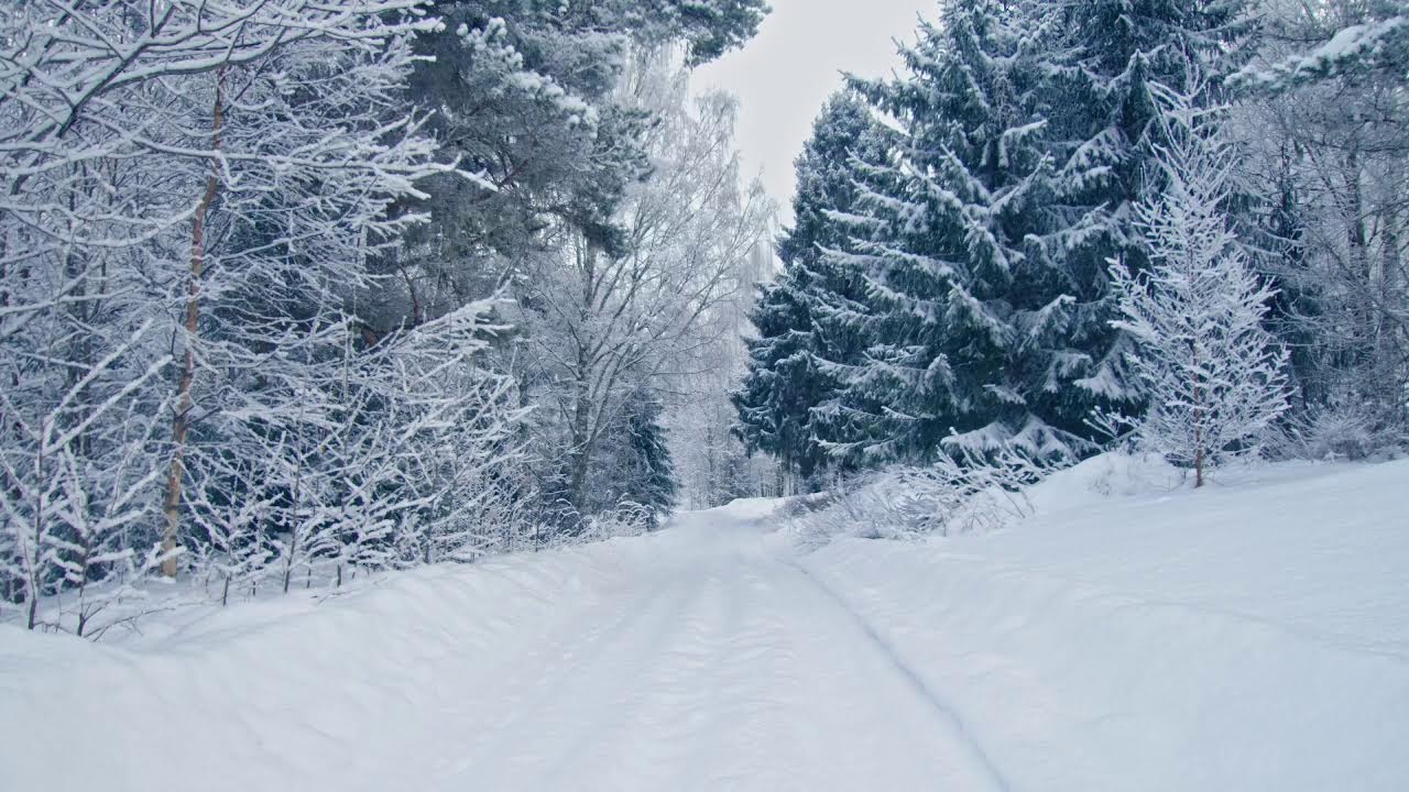 Snowstorm Blizzard Calm | in the Forest Gentle Wind & Winter Ambience for Deep Relaxation