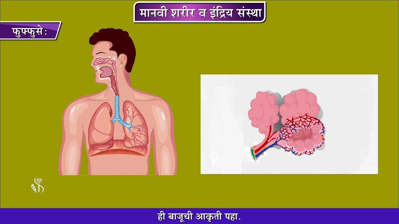8th Science | Chapter#11 | Topic#03 | सांगा पाहू | Marathi Medium