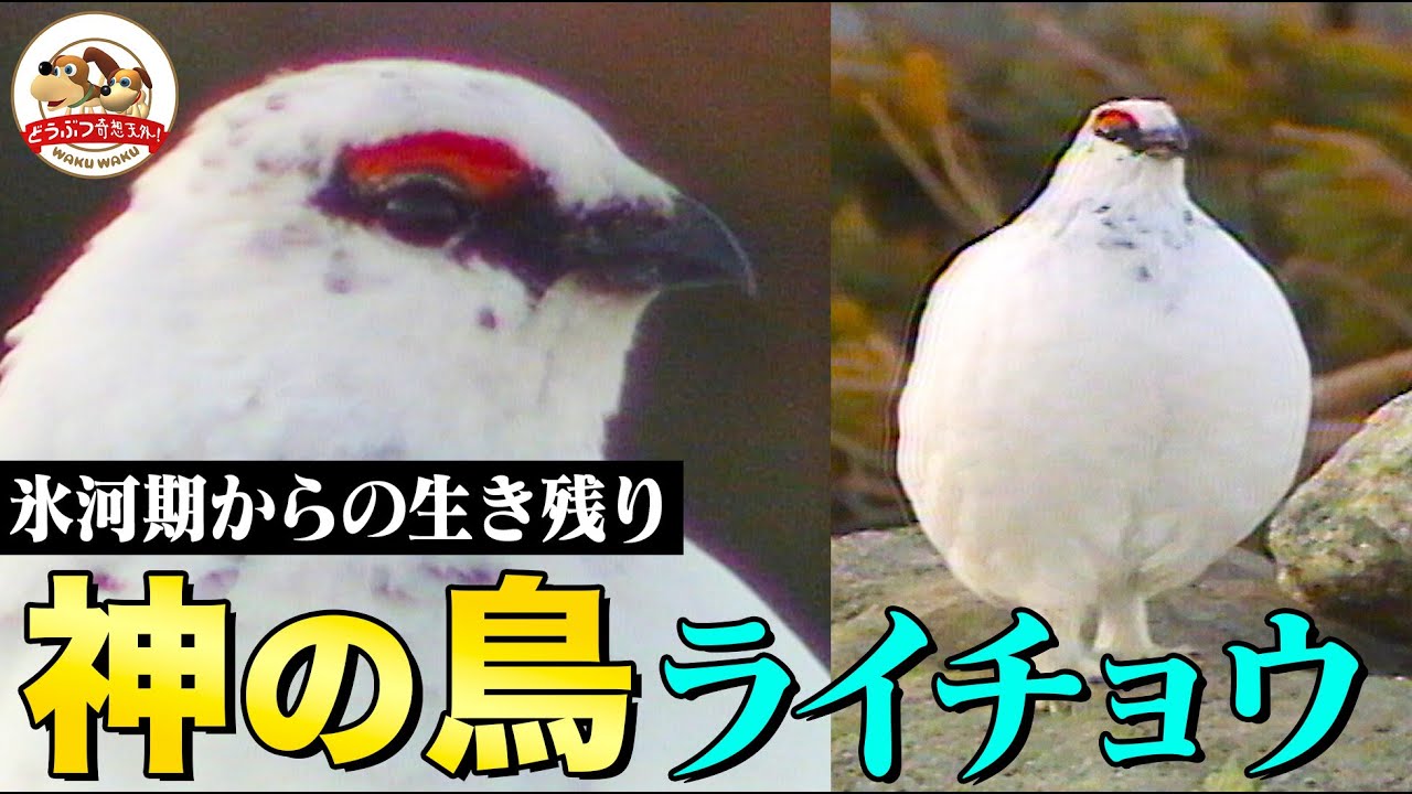 【貴重映像】密着1年！特別天然記念物ライチョウ　縄張り争いから産卵子育てまで雄大な自然の中で繰り広げられる神の鳥のドラマ！【どうぶつ奇想天外／WAKUWAKU】