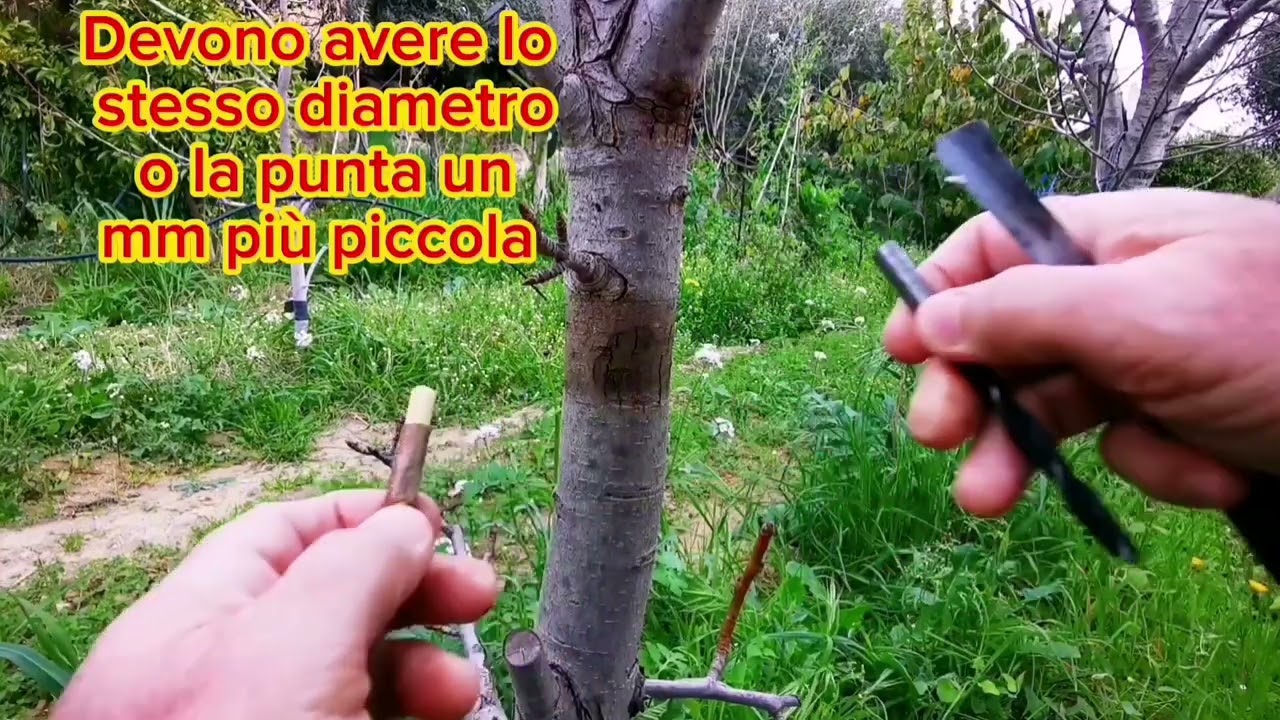 Innesto con il trapano di un pero