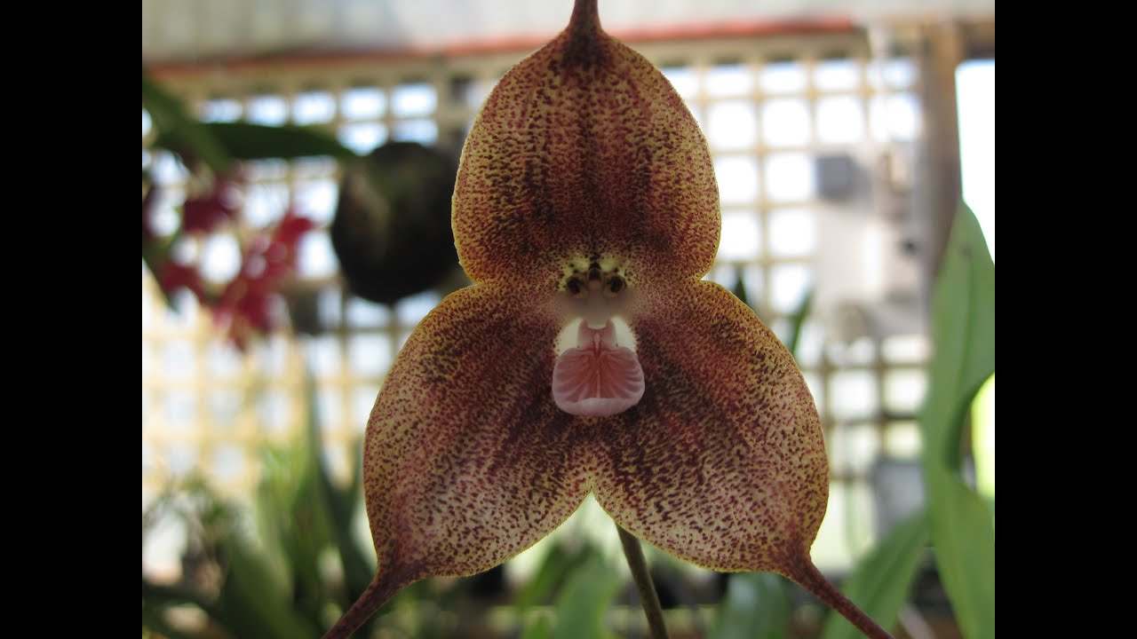 DRACULA ORCHIDS