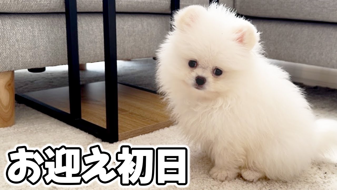 【お迎え初日】生後60日！極小ポメラニアンの子犬が家にやってきました！