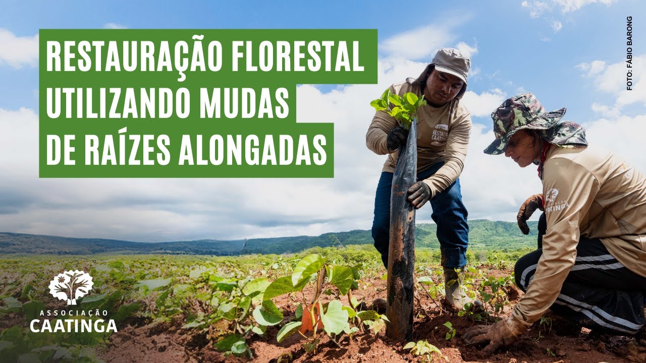 Restauração florestal utilizando mudas de raízes alongadas