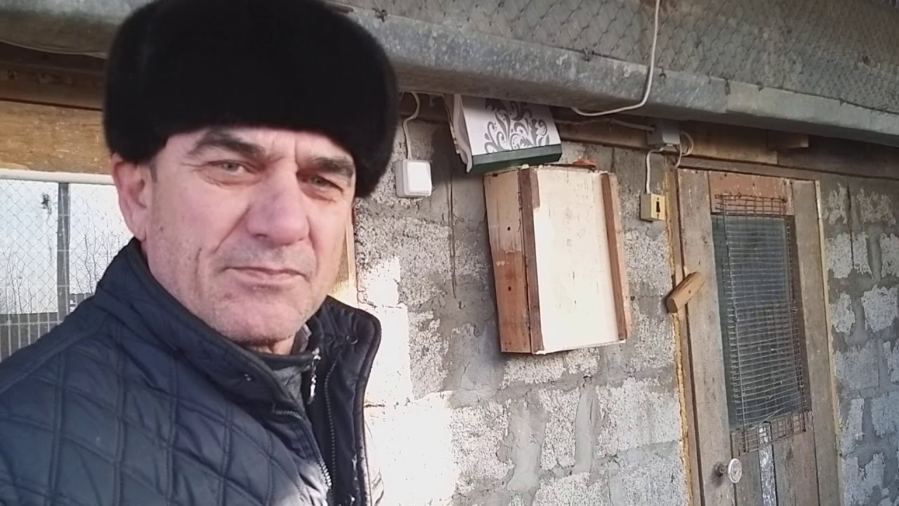 #Голуби #Чечни.    Голуби Ибрагимова Али в Грозном!