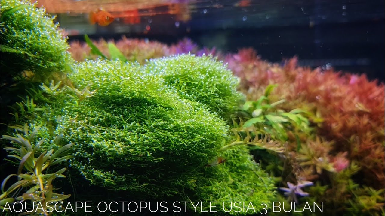 #270 Aquascape tema Octopus jungle dari nol sampai usia 3 bulan