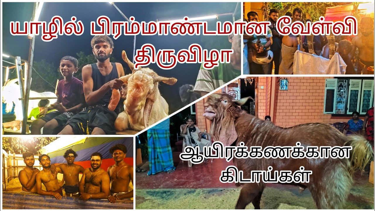 கவுணாவத்தை நரசிங்க வைரவர் பிரம்மாண்டமான வேள்வி திருவிழா | ஆயிரக்கணக்கான கடாய்கள்