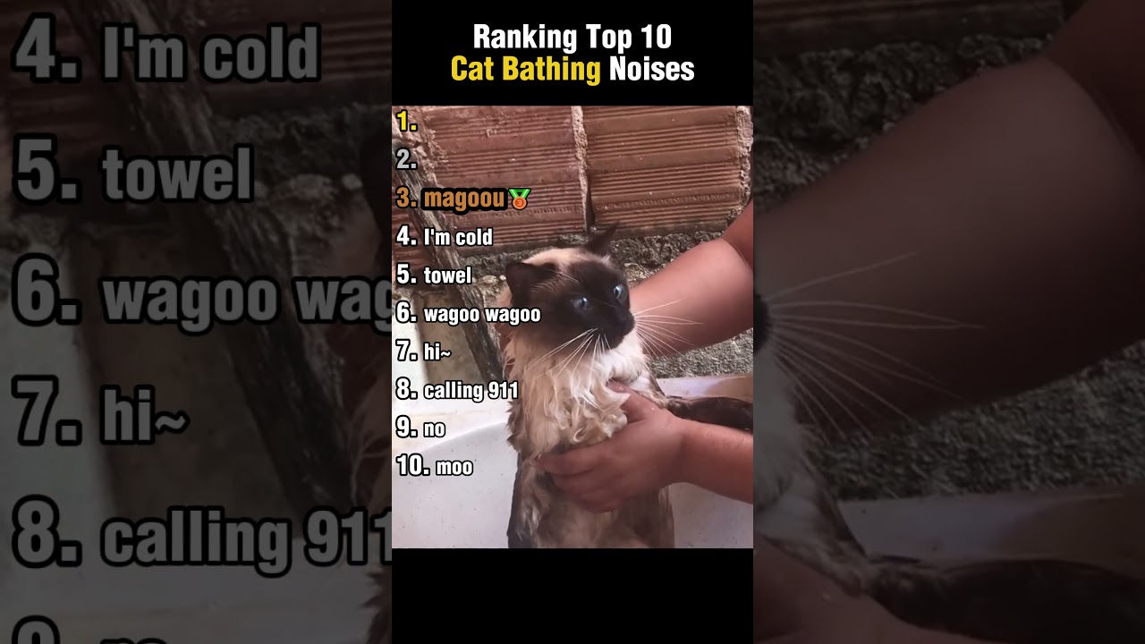 Top 10 Cat Bathing Noises Ranking
