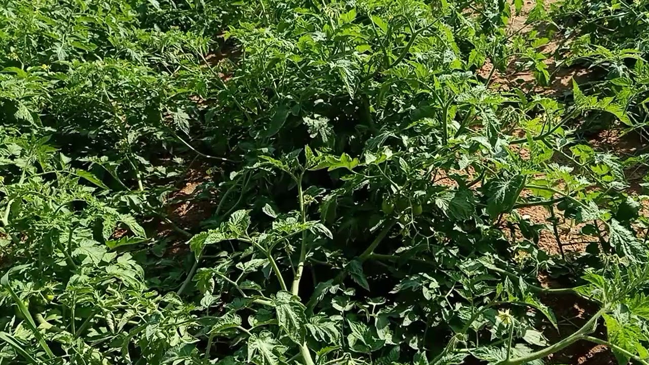مدرسة الصالحية الجديدة الثانوية الزراعية(2)
