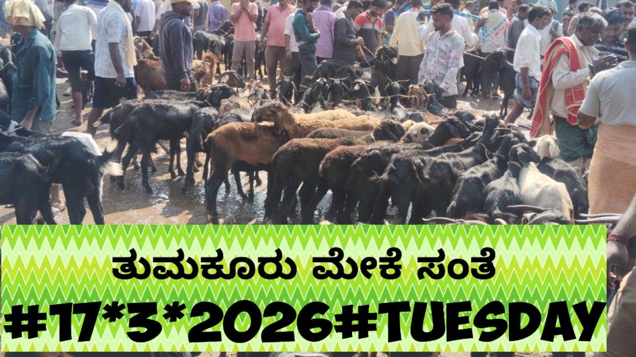 ಹಬ್ಬದ ಸಂತೆಯ ಸಡಗರ ಮುಗಿಲು ಮುಟ್ಟಿತು# ತುಮಕೂರು#17*3*2026#@ agrianimals# sheep goat market tumkur#