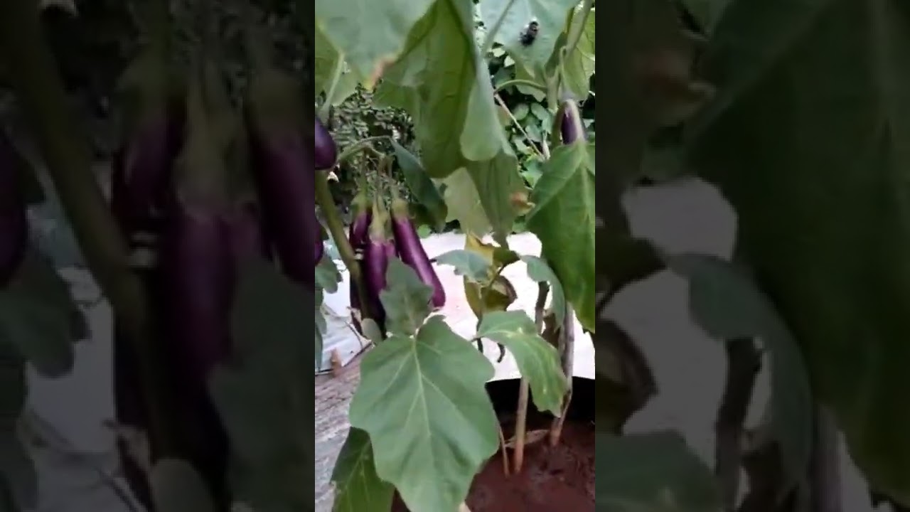 🌿Garden tour 🌱 part 2 Delta Terrace Garden #delta #terracegarden