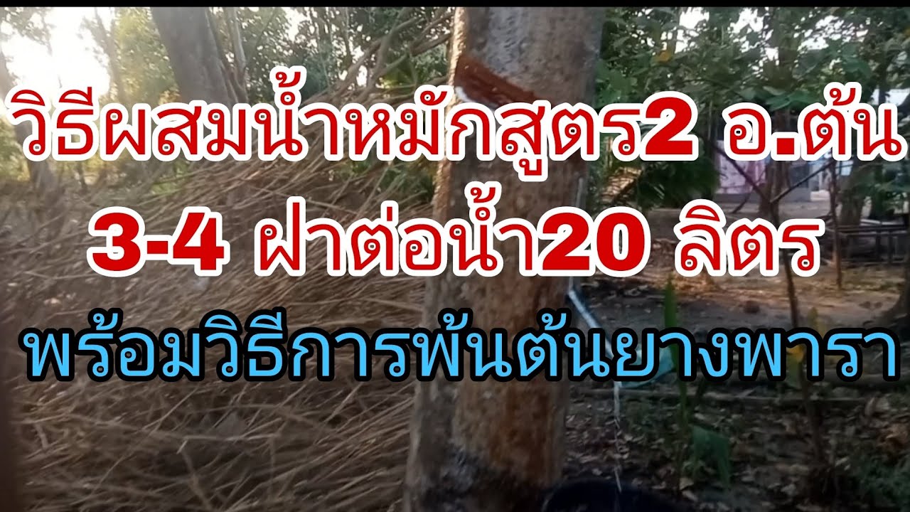 วิธีผสมน้ำหมักสูตร2 อ.ต้น พร้อมวิธีพ่นต้นยางพารา