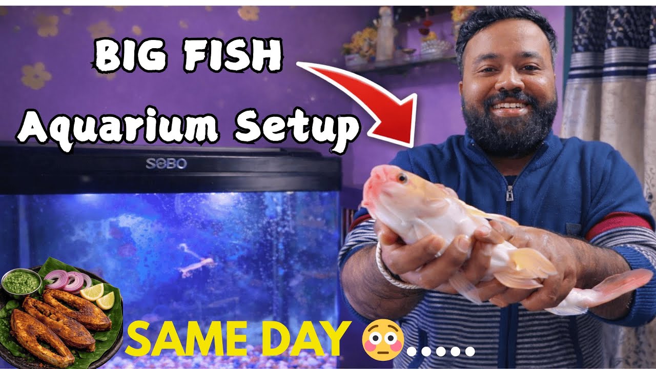 I Bought a Fish… And Ade Fish FRY the Same Day 😶