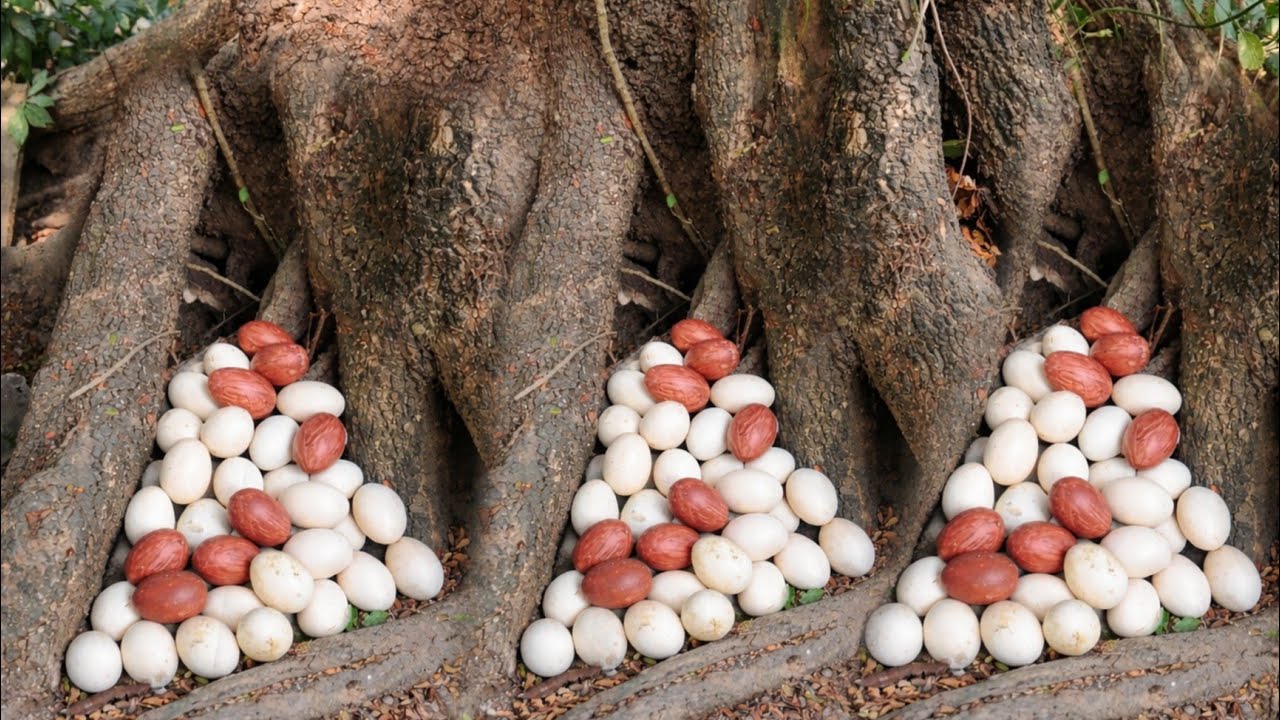 WOW amazing Skilled Farmer Finds Duck Eggs Under Tree