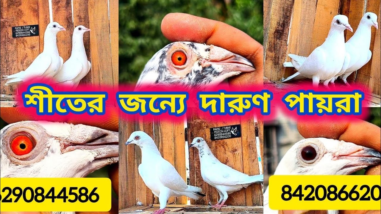 শীতে সবাই পায়রা উড়ান মন খুলে ♥️।। দারুণ দারুণ পায়রার লফ্ট সেল l ঠিকানা - শ্রীরামপুর