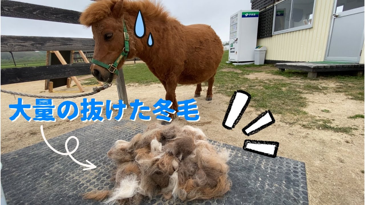 まだまだ続く換毛期！みんなをブラッシングしまくり！！