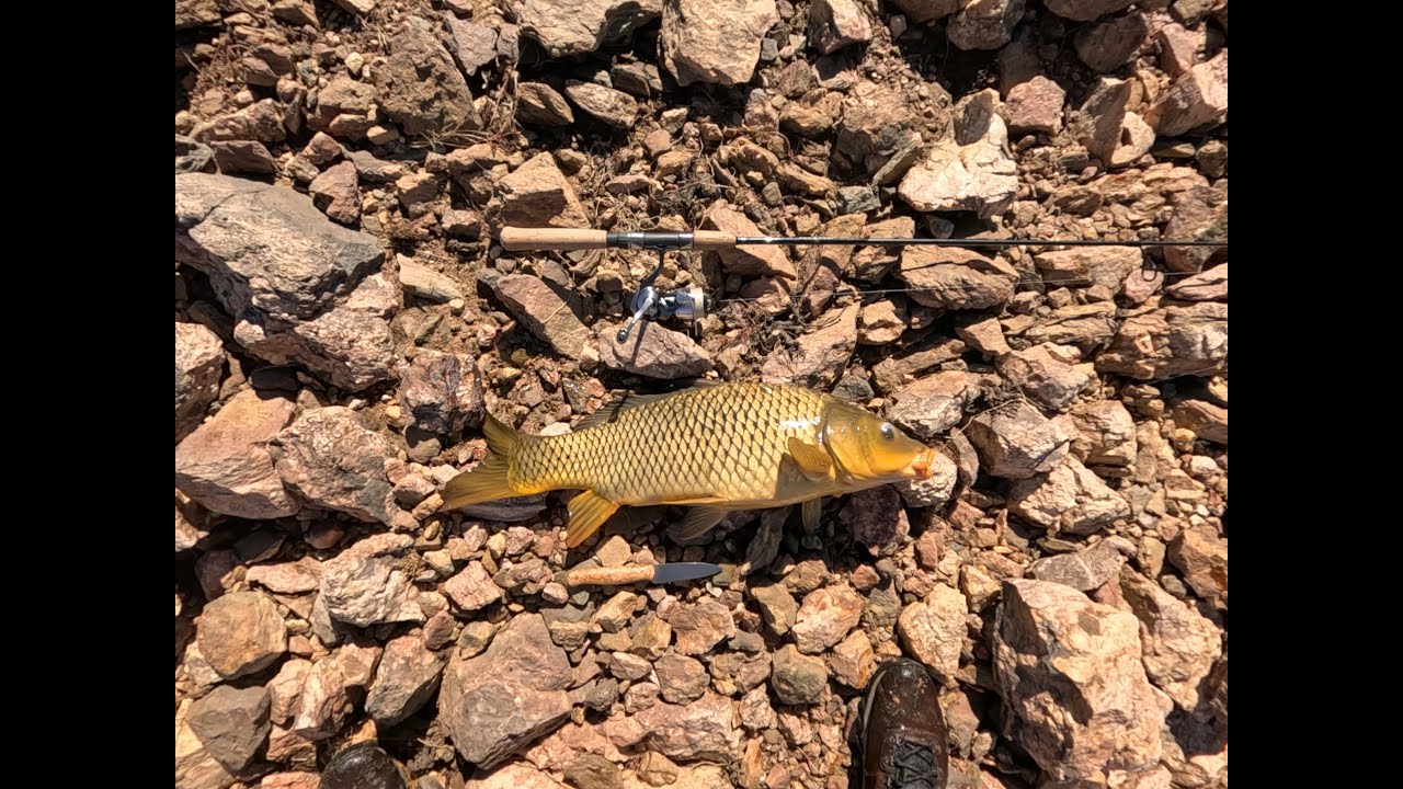 Carp on a lure no. 536