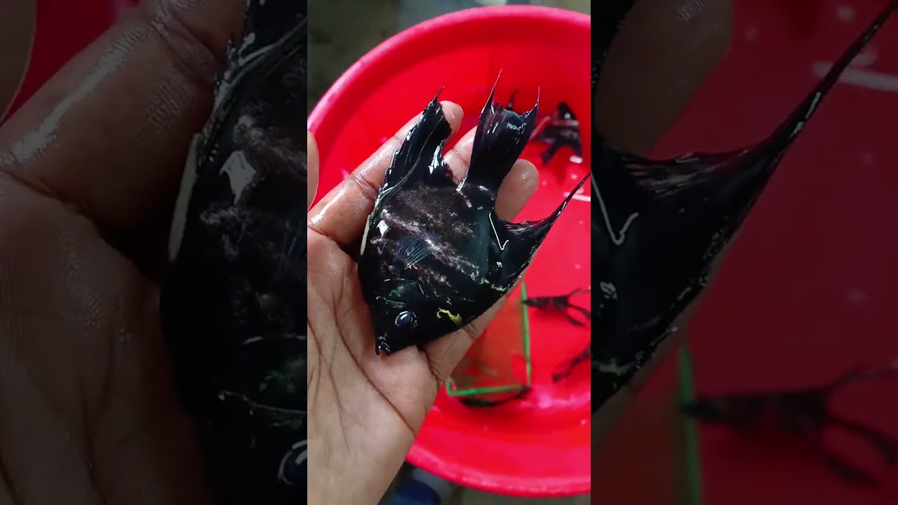 Black Angel Fish 