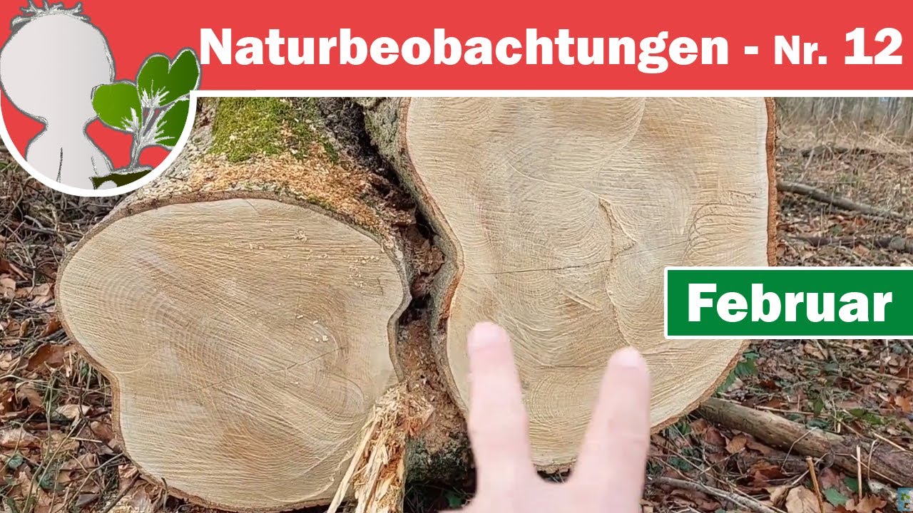 Naturbeobachtungen 12 - Aufbau Stamm/Baumstamm (Rinde/Borke, Splintholz-/Kernholz-/Reifholz-B&auml;ume)