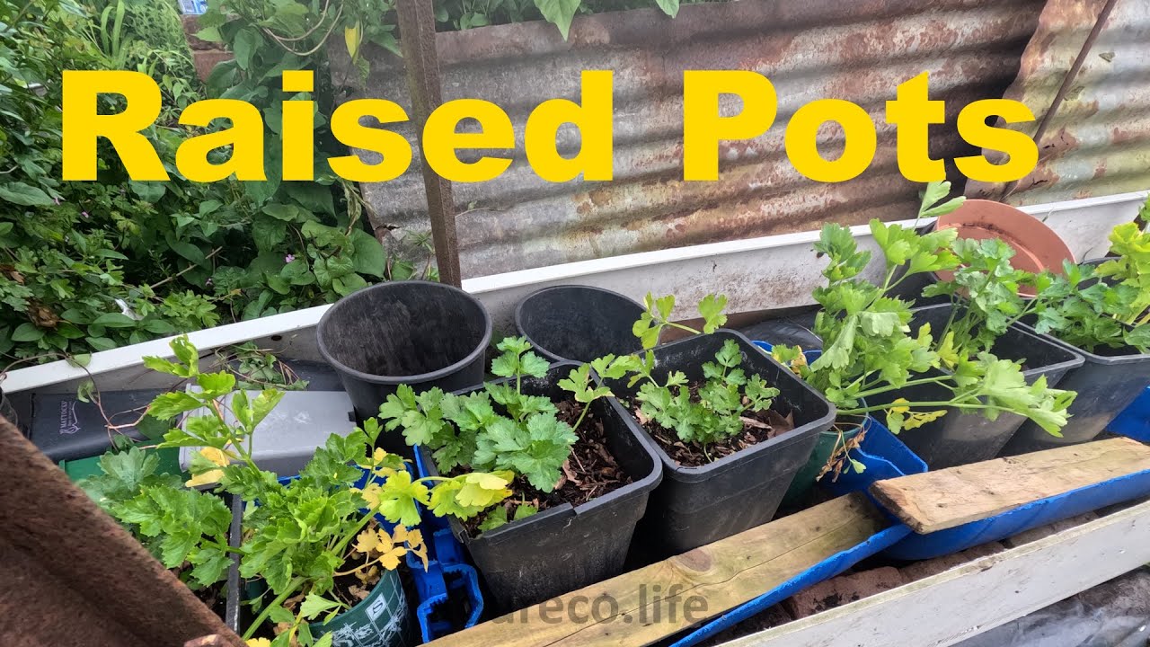 Raised Pots Area, Allotment Gardening Diary