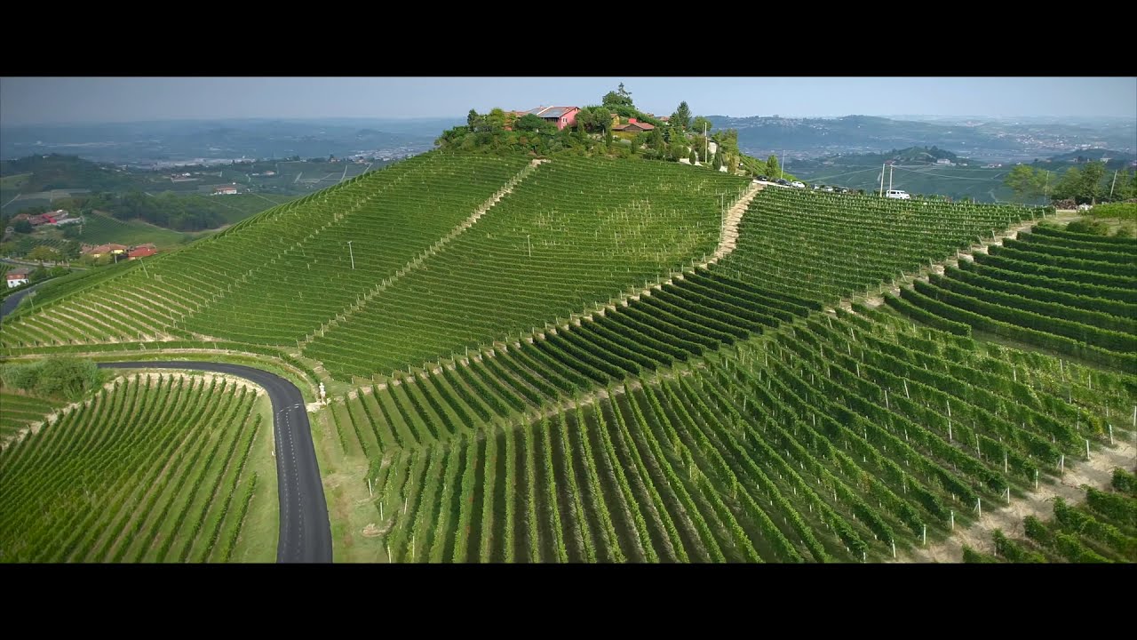 2020 harvest at Pio Cesare