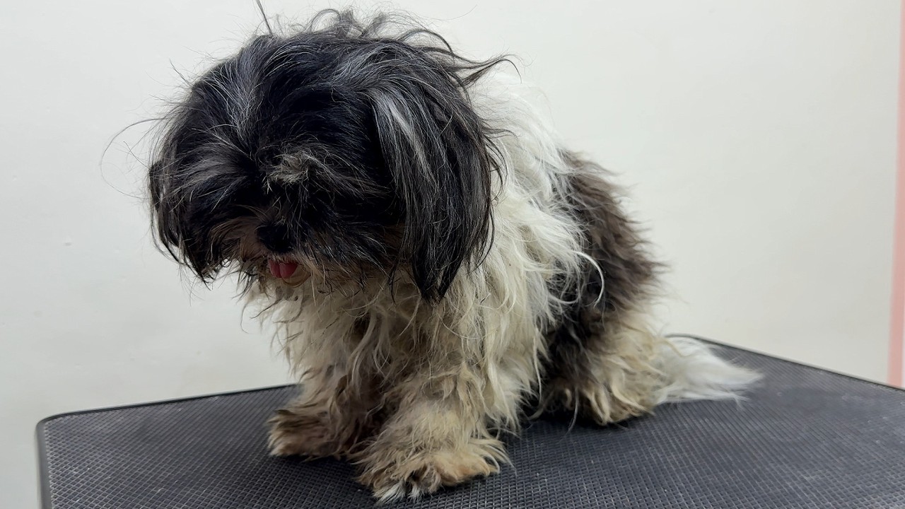 Tiny Shih Tzu mix was wrapped with severe matted hair
