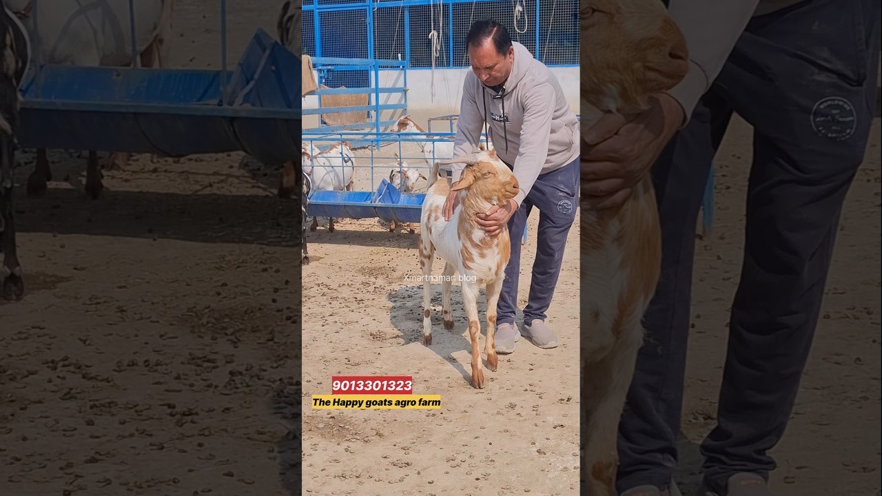 11 month शानदार barbari Breeder #shorts