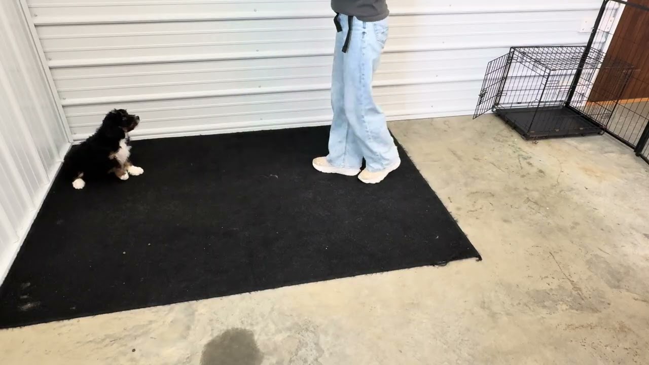 Clover - Transitional training showcase video