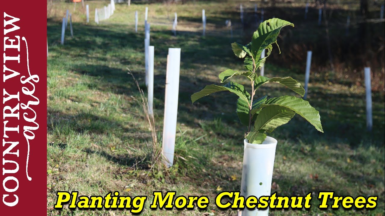 Planting even more chestnut trees.  Almost 100 planted now.